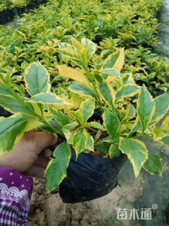 高度20厘米金叶假连翘