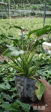 高度40厘米仙羽蔓绿绒 （小天使）