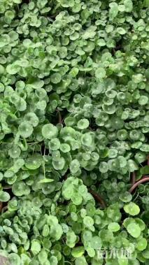 高度20厘米铜钱草