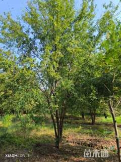 10公分(5杆)丛生榔榆