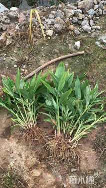 花良叶姜(艳山姜)基地种植