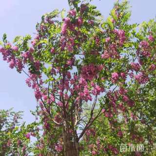 15公分嫁接香花槐