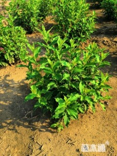 高度100厘米红王子锦带球