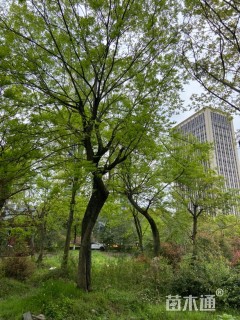 35公分朴树