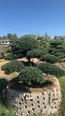 弯杆造型罗汗松