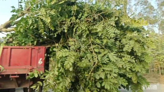 20公分火焰木