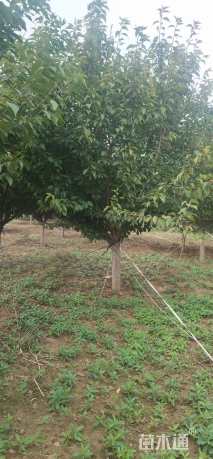 12公分日本晚樱