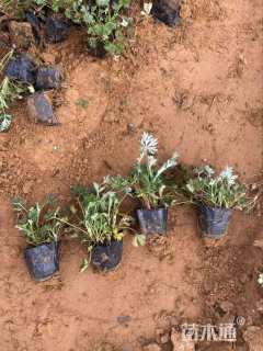 高度15厘米菊叶委陵菜