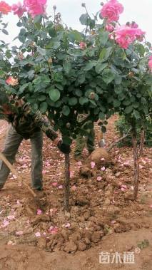 高度180厘米高杆月季