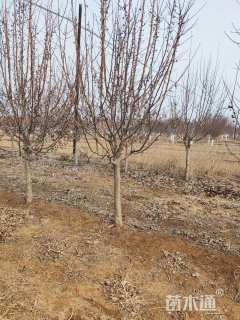 高度350厘米当娜海棠