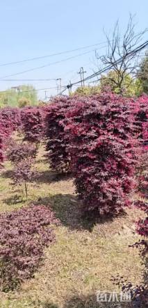 高度160厘米红花继木柱