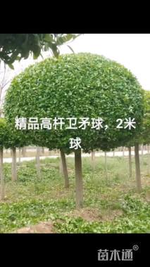 12公分高杆卫矛球