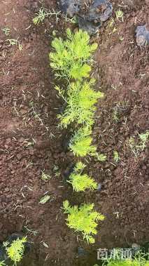 高度9厘米金叶佛甲草