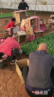 高度15厘米三色堇