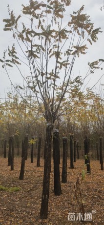 15公分香花槐