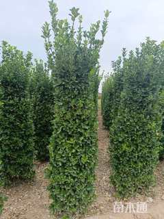 高度200厘米大叶黄杨柱