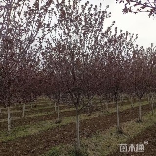 8公分红宝石海棠