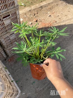 高度20厘米羽扇豆