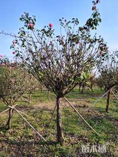 7公分高杆树状月季