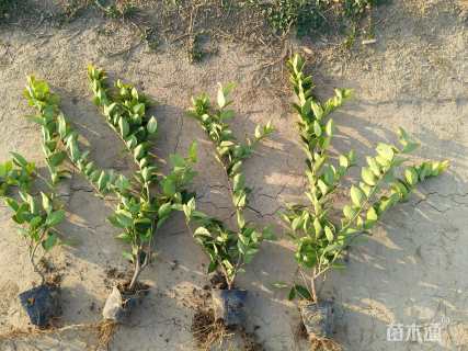 高度40厘米金森女贞