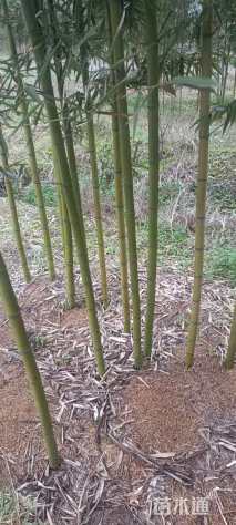 地栽苗刚竹