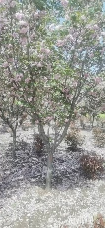 10公分樱花