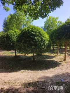 冠幅2厘米卫矛球