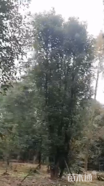 15公分丛生香樟