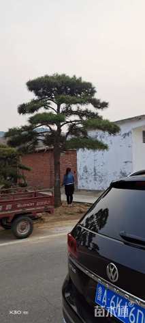 10公分造型黑松