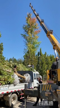 12公分美国红枫