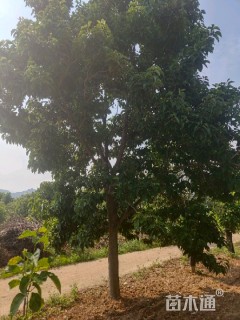 20公分二乔玉兰