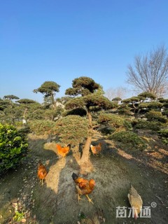 18公分造型五针松