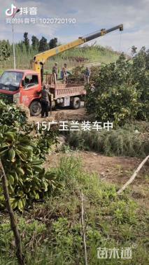 15公分耐寒广玉兰