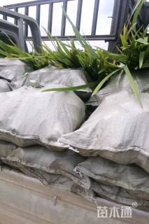 高度50厘米花菖蒲