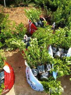 高度30厘米毛鹃