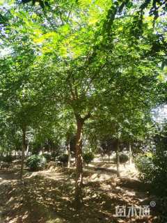 15公分朴树