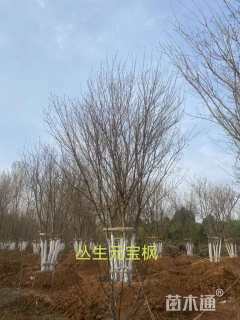 高度7厘米丛生元宝枫