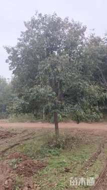 15公分大叶女贞