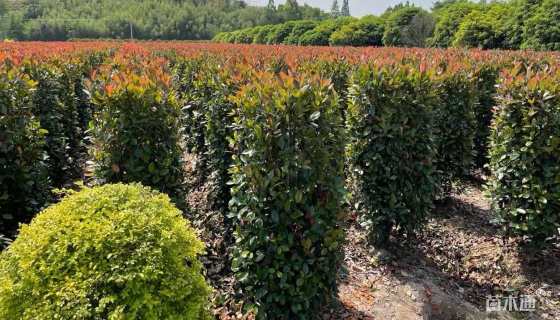 高度220厘米红叶石楠柱