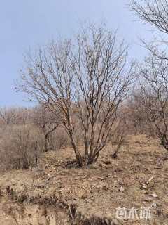 高度700厘米丛生蒙古栎