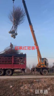 5公分美国红枫-红冠