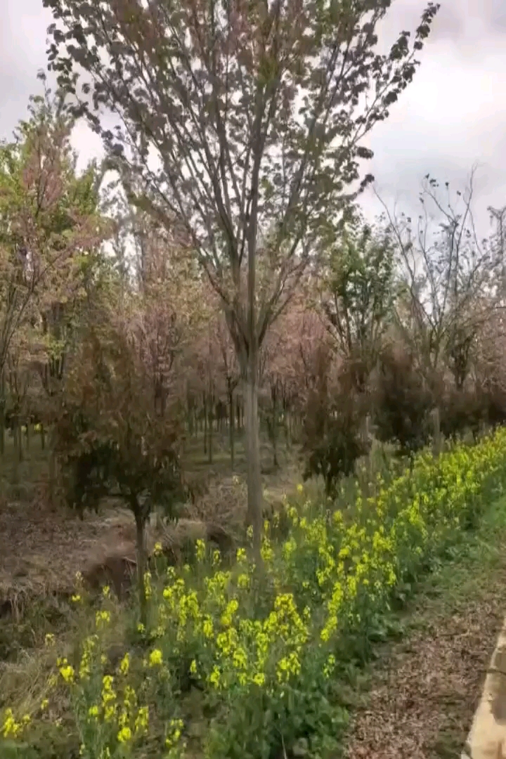 10公分巨紫荆
