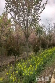 10公分巨紫荆