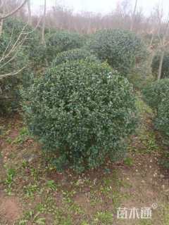 高度100厘米水蜡球