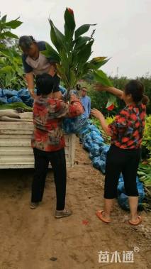 高度30厘米美人蕉