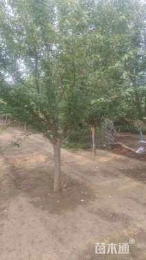 10公分日本晚樱