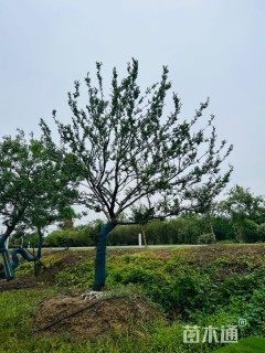 22公分朴树