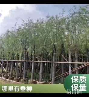 9公分垂柳