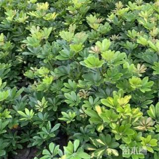 高度35厘米鸭脚木