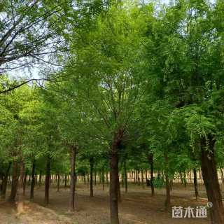 20公分皂荚